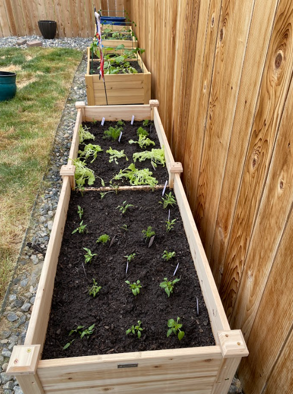 Suburb gardening