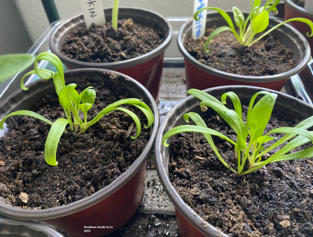 Spinach seedlings in pots