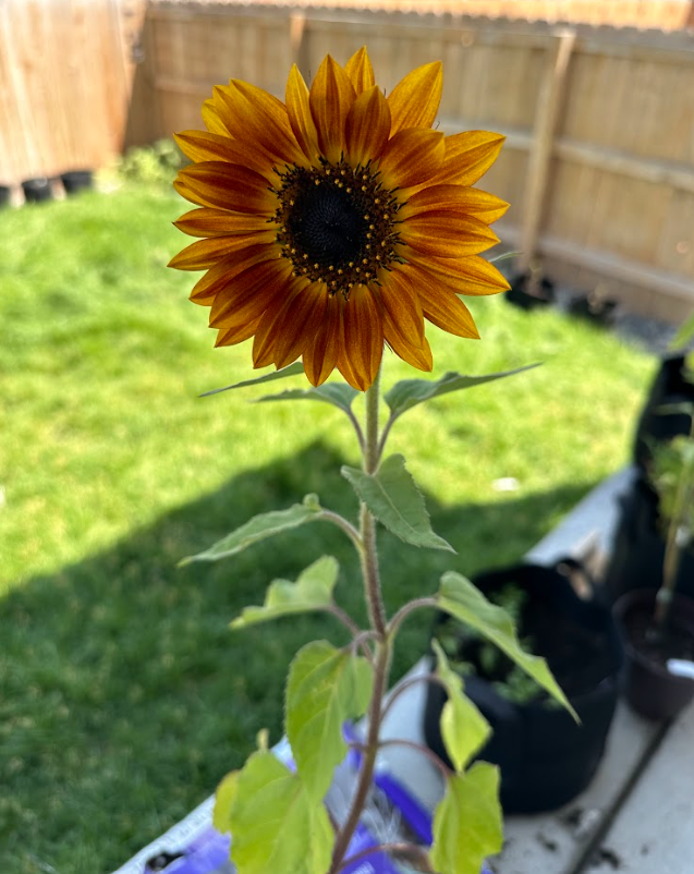 Sunflower