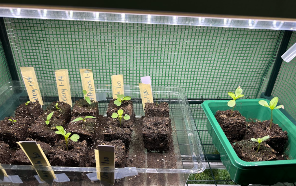 Soil blocks on tray in indoor greenhouse