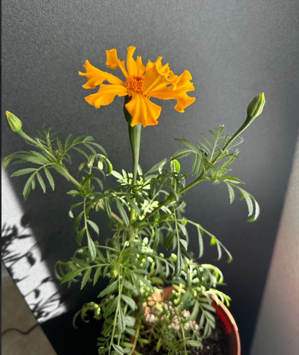 January Indoor Garden – Update Post