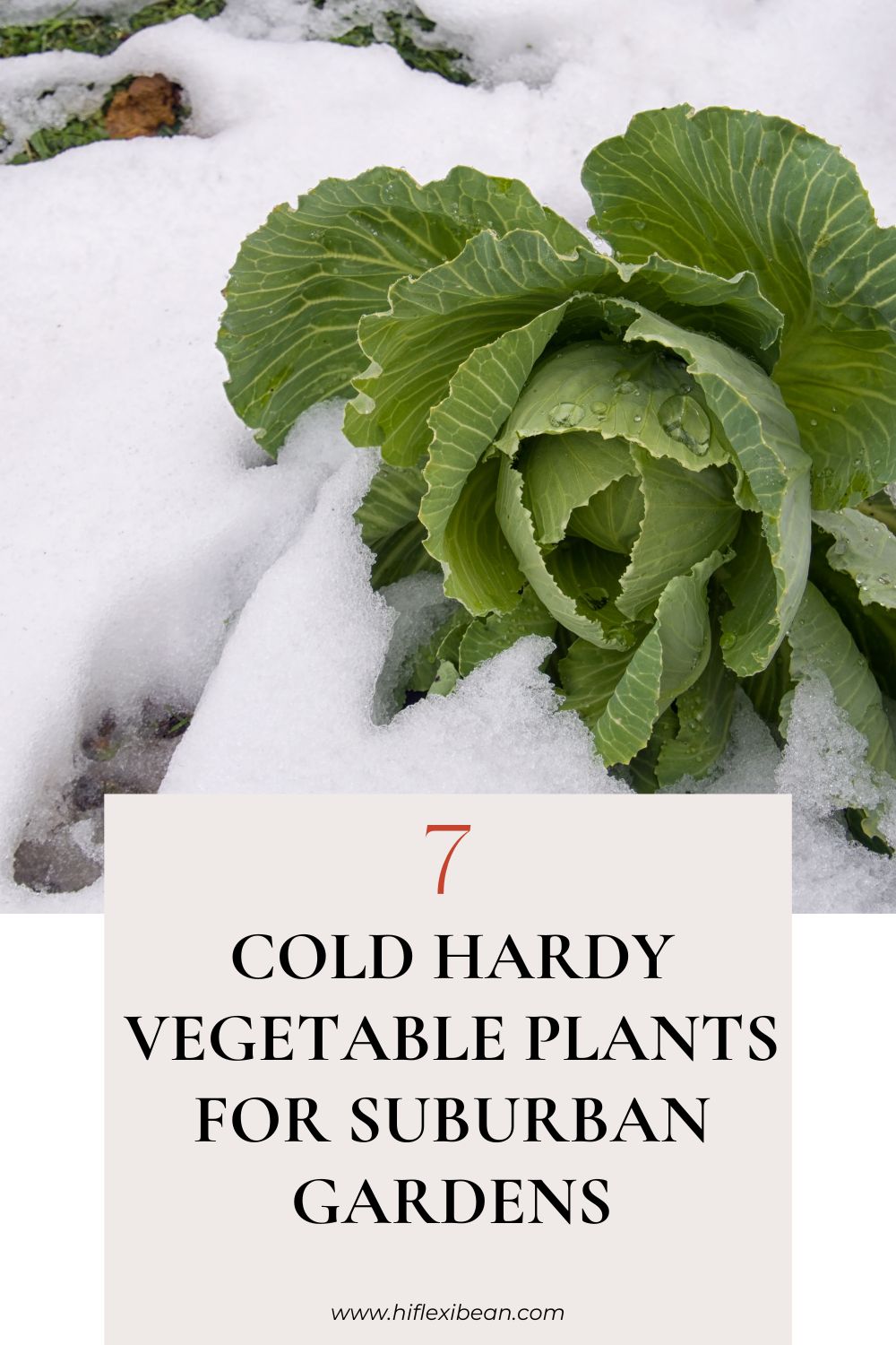 7 Cold Hardy Vegetable Plants for Suburban Gardens