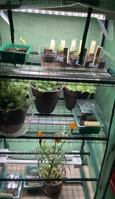 Suburb gardening an indoor greenhouse