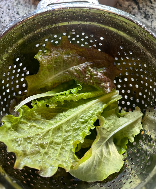 Lettuce cold hardy plant suburban garden